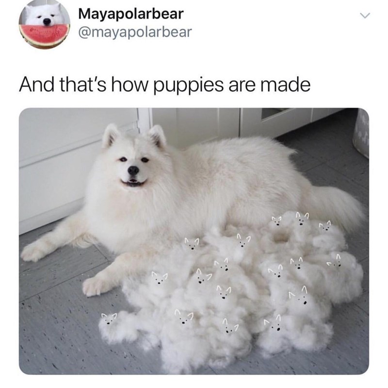 how+puppies+are+made