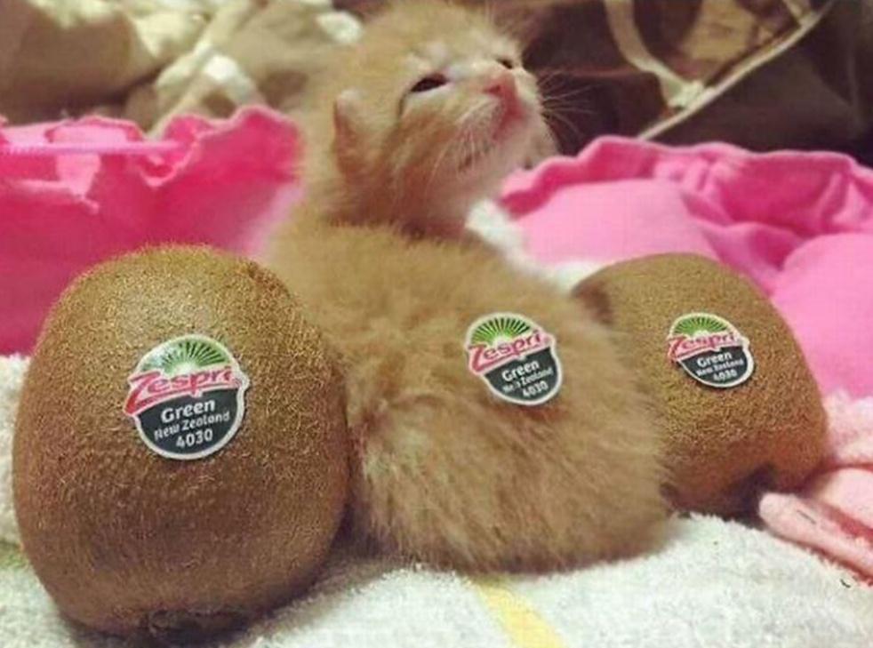 kiwi+cat