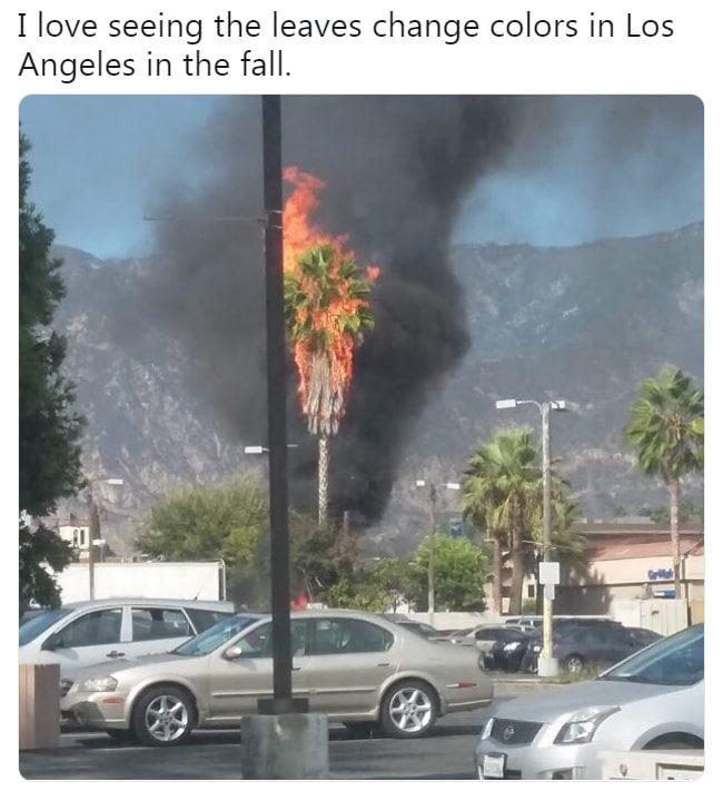 leaves+in+los+angeles