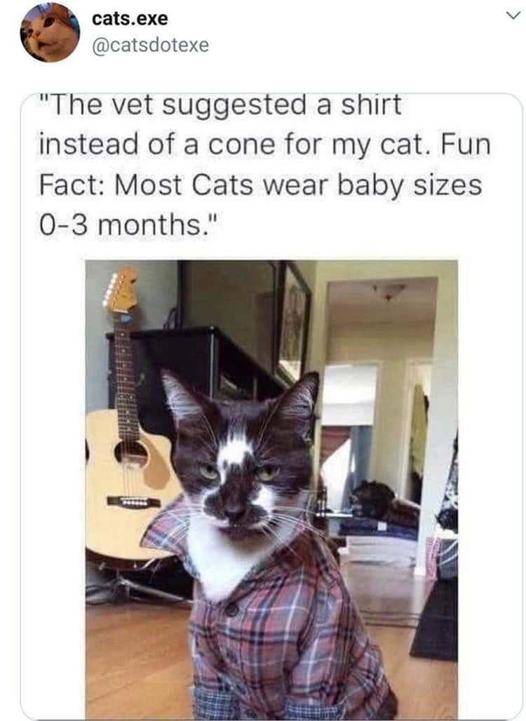 most+cats+wear+baby+sizes