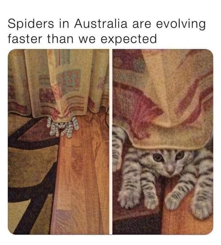 new+australian+spider