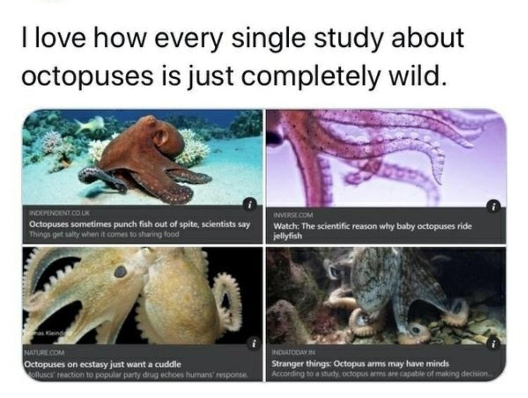 octopus+study