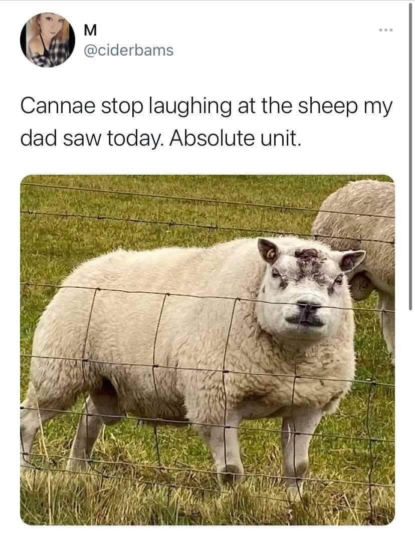 one+unit+of+sheep