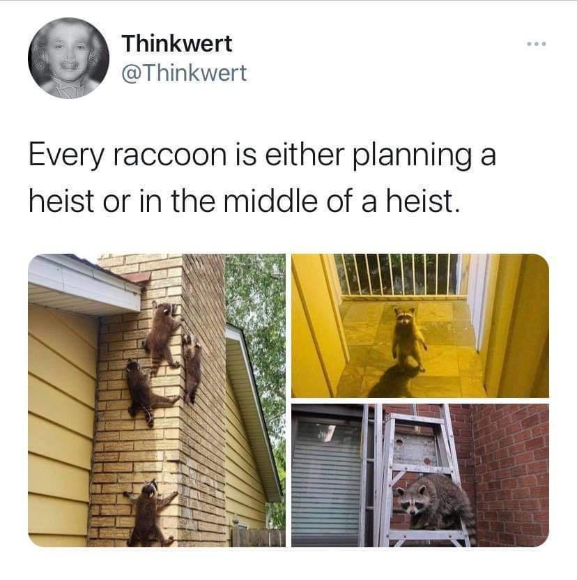 raccoon+heist+in+progress