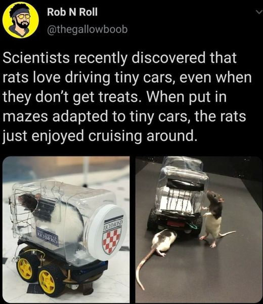 rats+love+tiny+cars