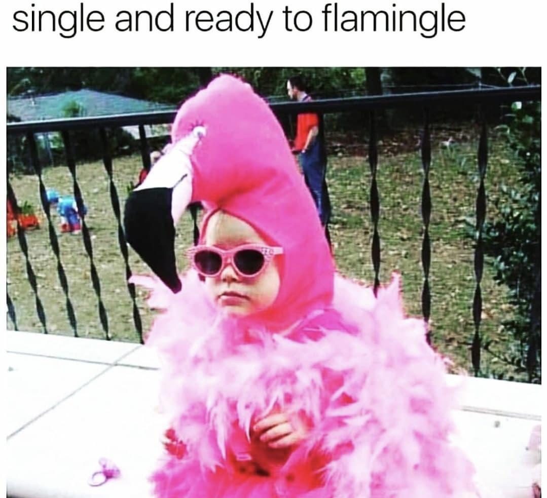 ready+to+flamingle