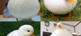 round+ducks