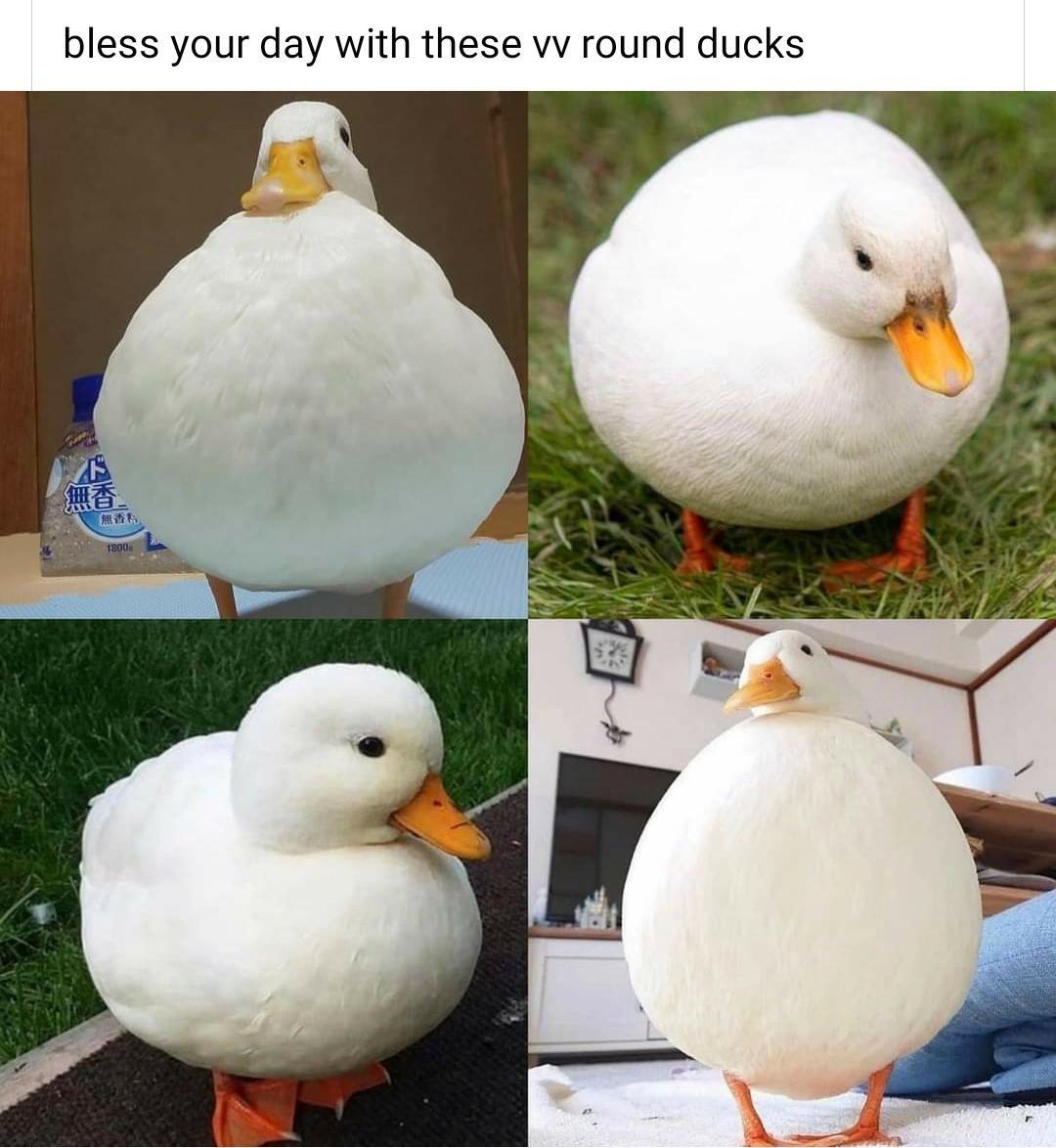 round+ducks
