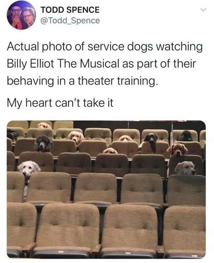 service+dogs+watching+billy+elliot