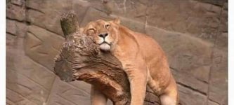 sleeping+lion
