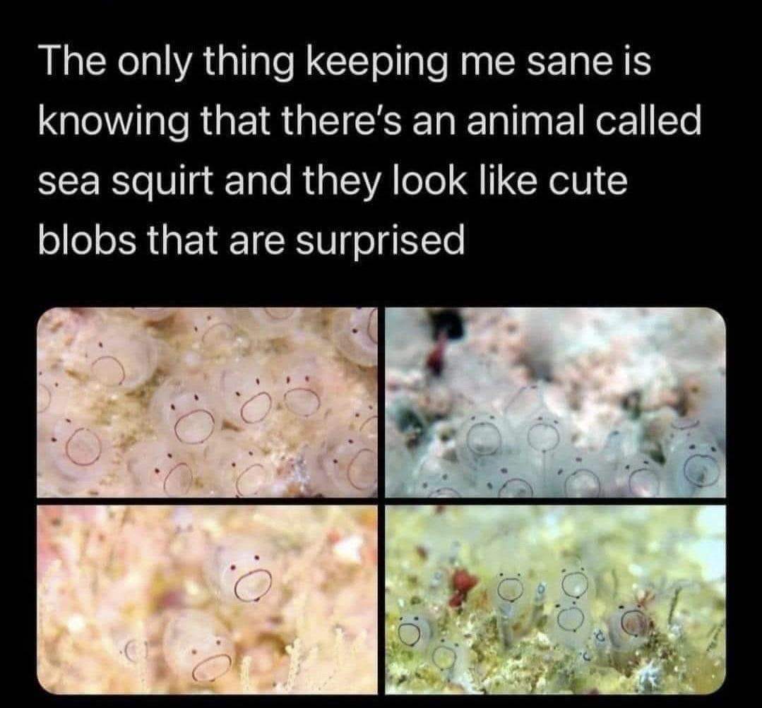 surprised+sea+squirts