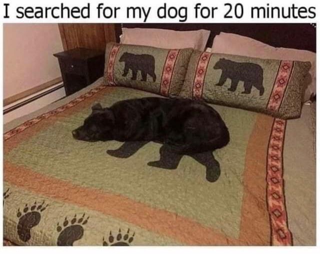 that%26%238217%3Bs+a+bear