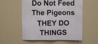 the+pigeons+do+things