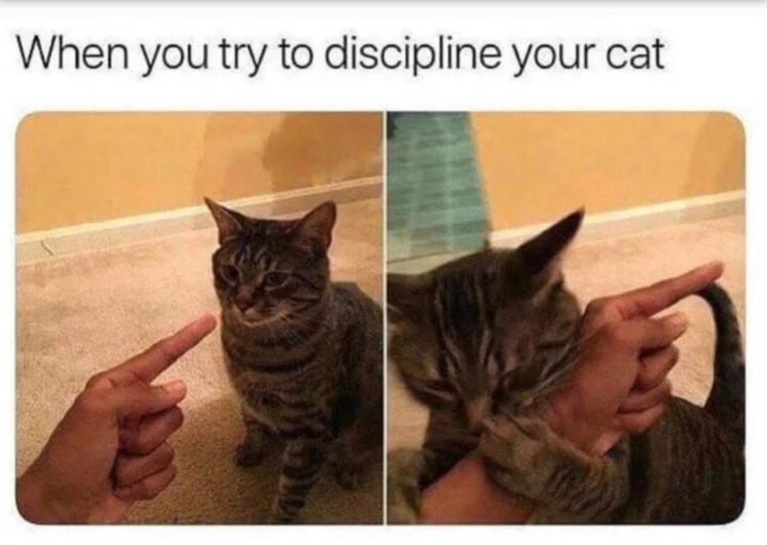 trying+to+discipline+a+cat