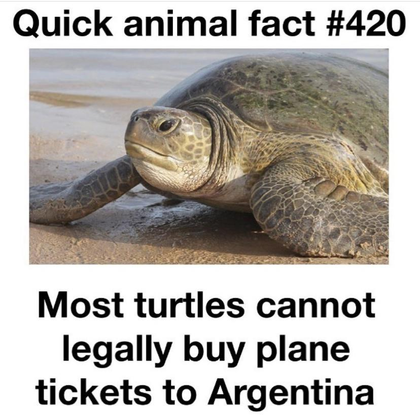 turtle+fact
