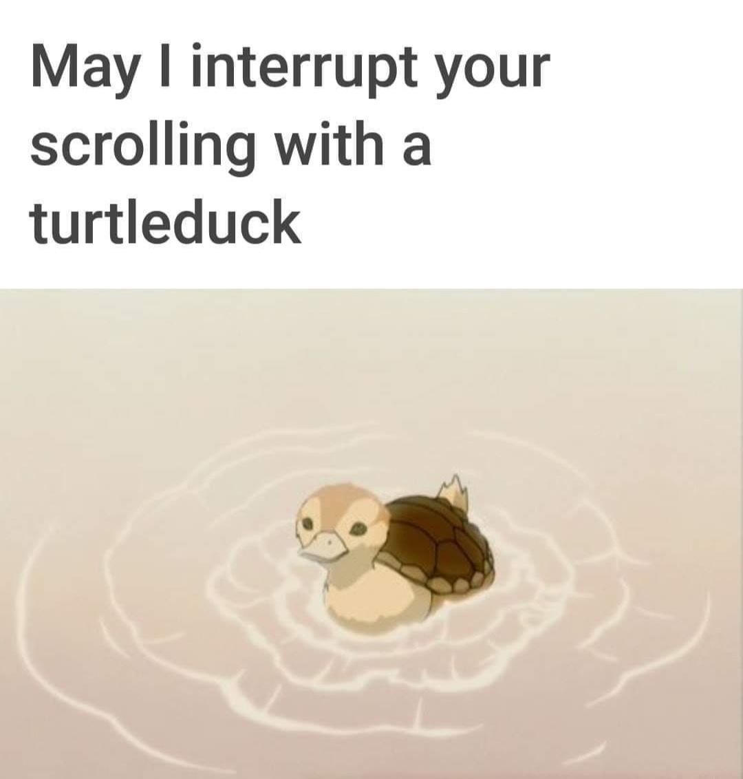 turtleduck