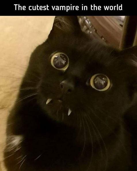 world%26%238217%3Bs+cutest+blood+sucker