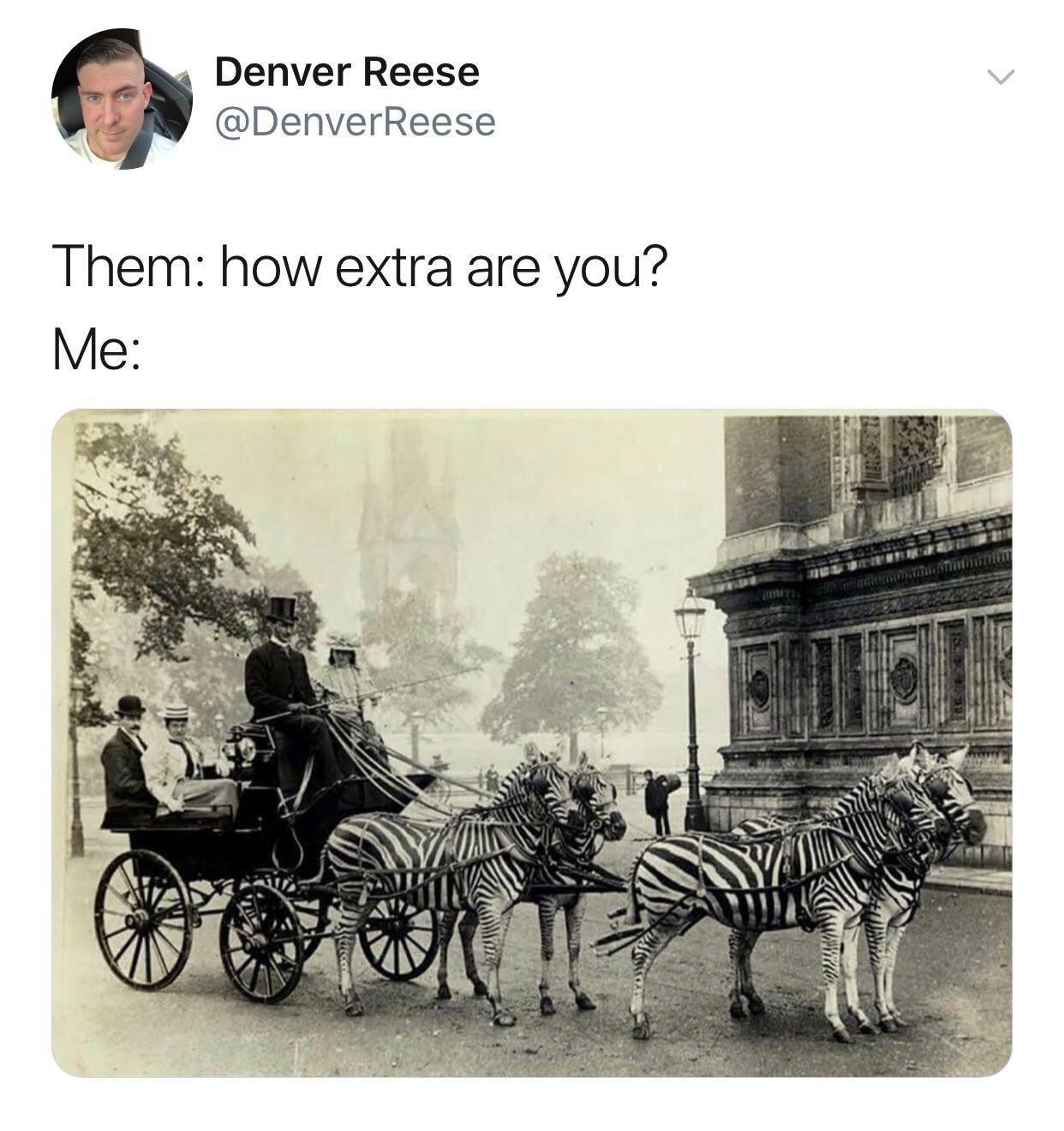 zebra+drawn+chariot