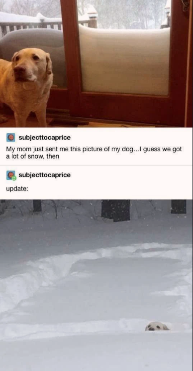 happy+dog+before+and+after+asking+to+go+outside+and+play+in+the+snow