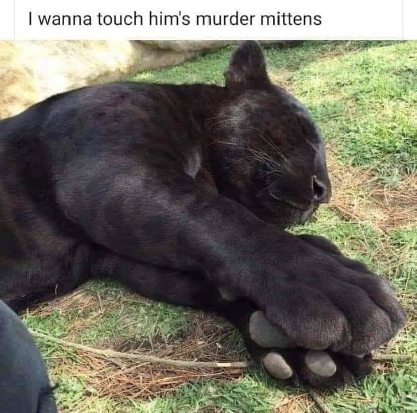 adorable+murder+mittens