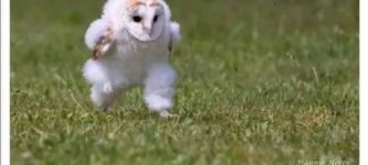 an+owl+running