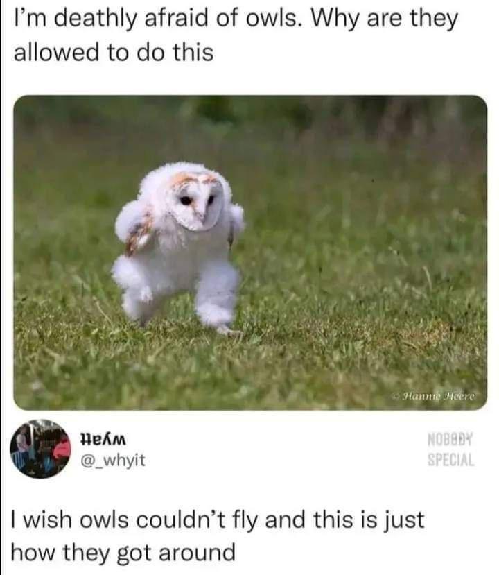 an+owl+running