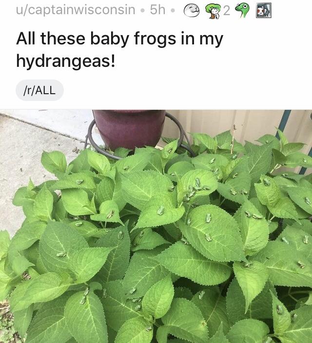 baby+frogs+in+flowers