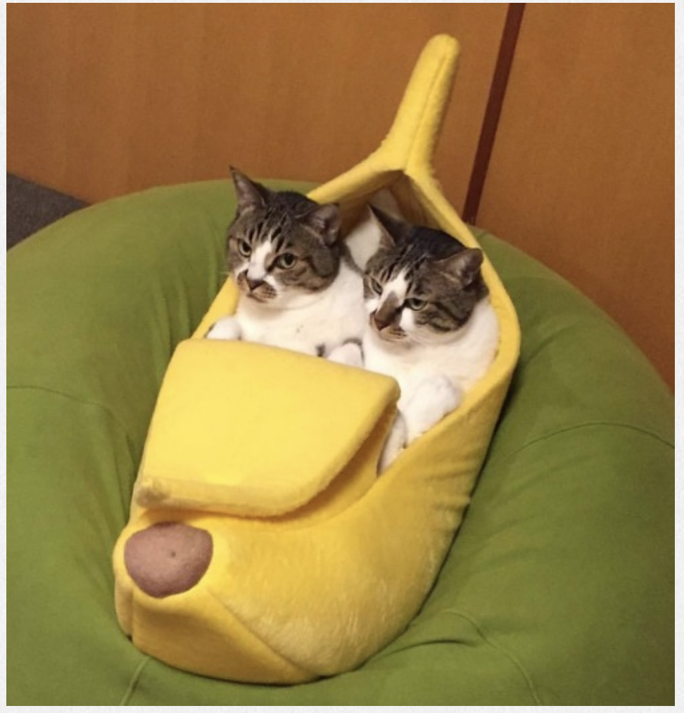 banana+cats%21