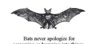 bats+never+apologize+and+neither+should+you