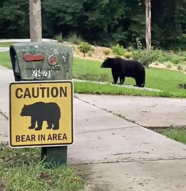 bear+in+area