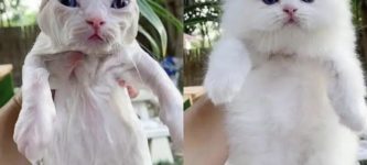 before+and+after+cat+bathe