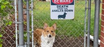 beware+of+dog