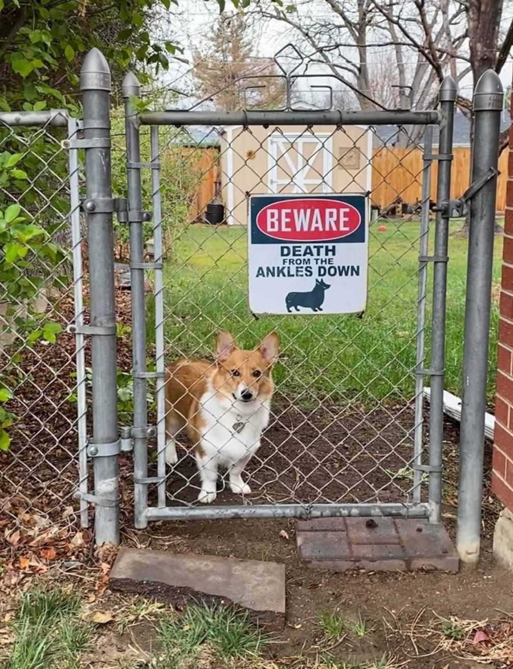 beware+of+dog