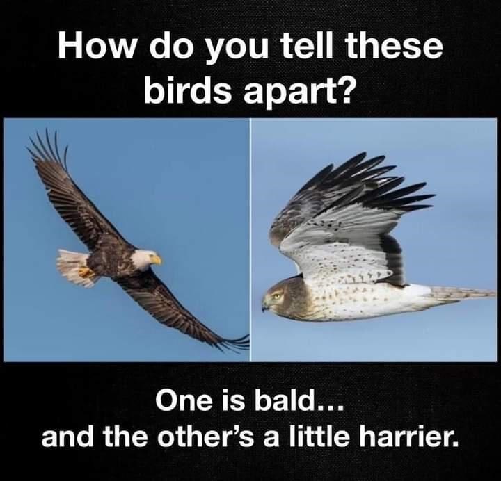 bird+humor