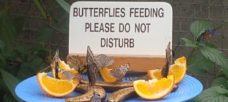 butterflies+feeding