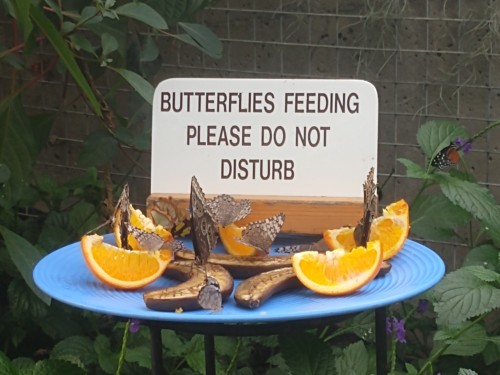 butterflies+feeding
