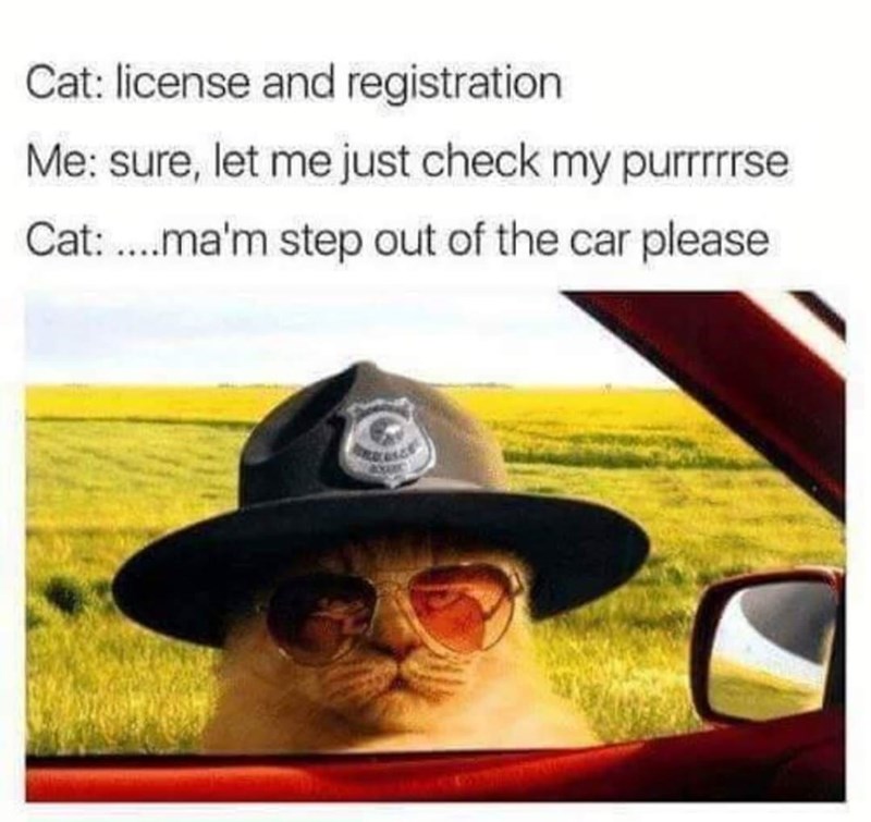 cat+cop