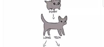 cat+lifecycle