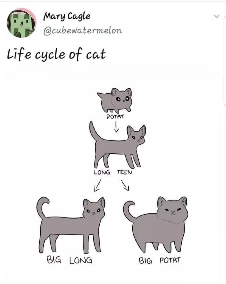 cat+lifecycle
