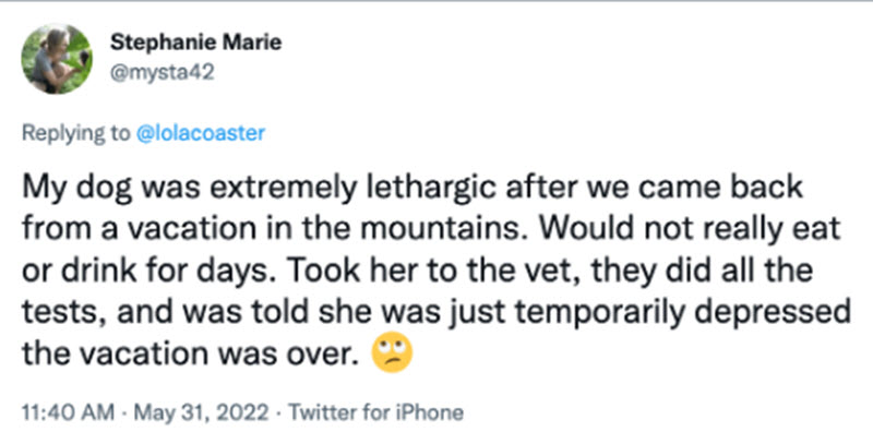 depressed+dog+wanted+to+stay+on+vacation