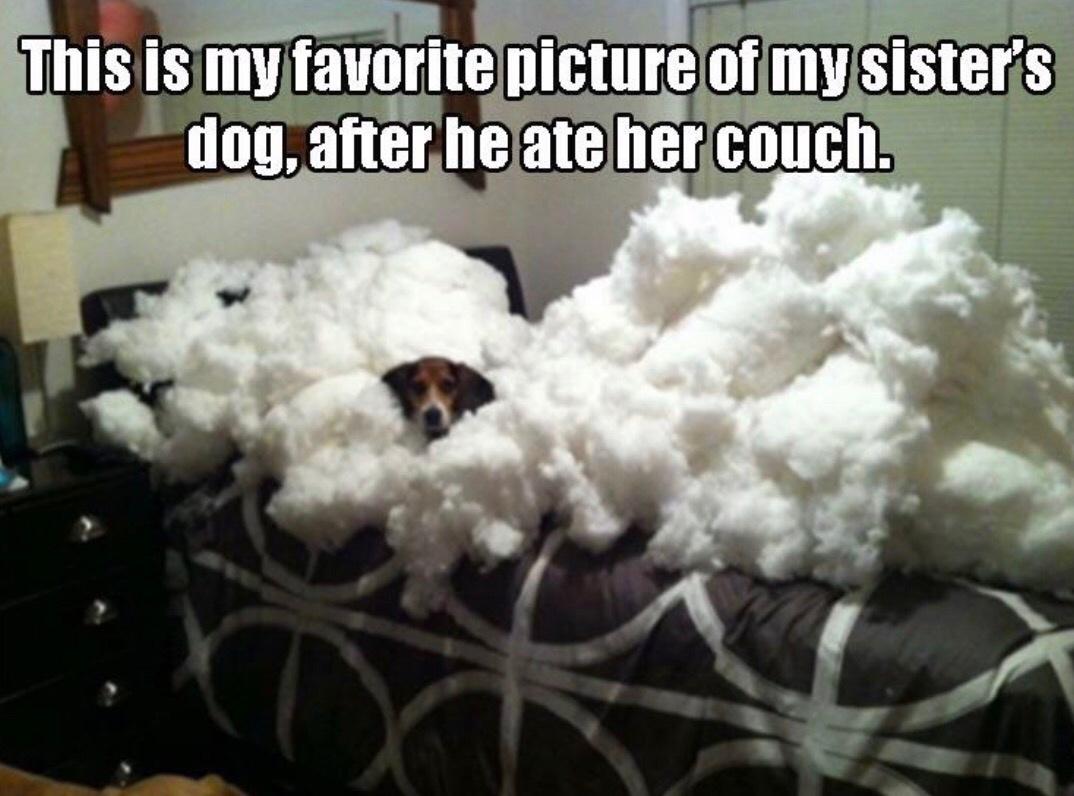 the+couch+was+delicious%2C+too