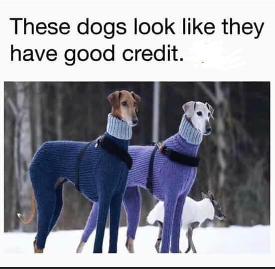 dogs+with+good+credit