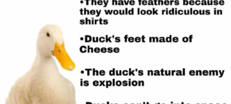 facts+about+ducks