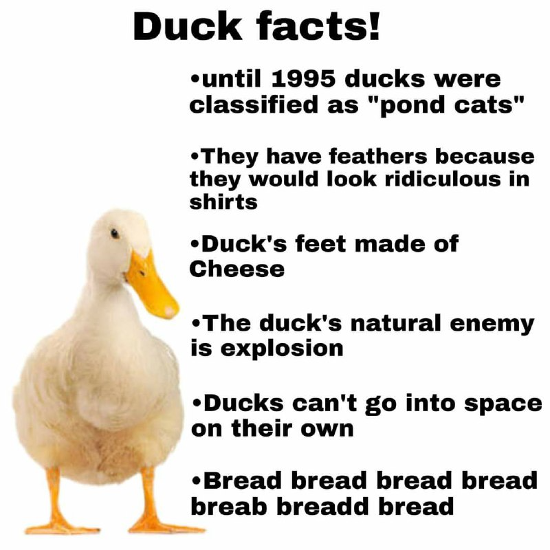 facts+about+ducks