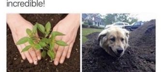 how+to+grow+a+dog