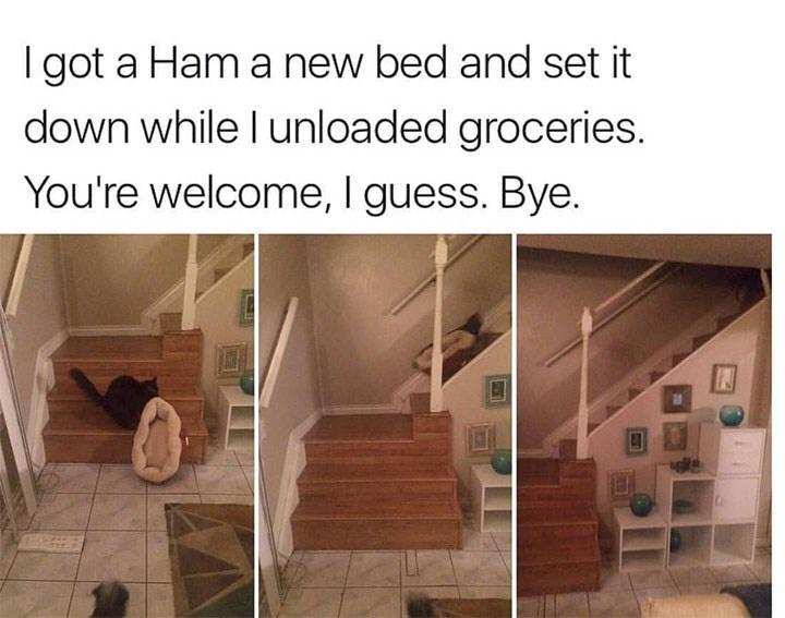 ham+likes+his+new+bed