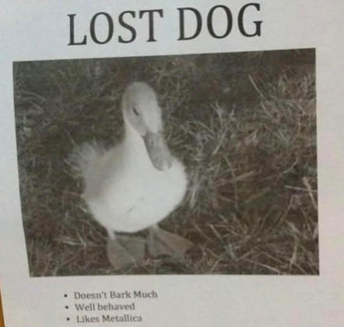 lost+dog