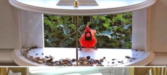 incredible+bird+feeder
