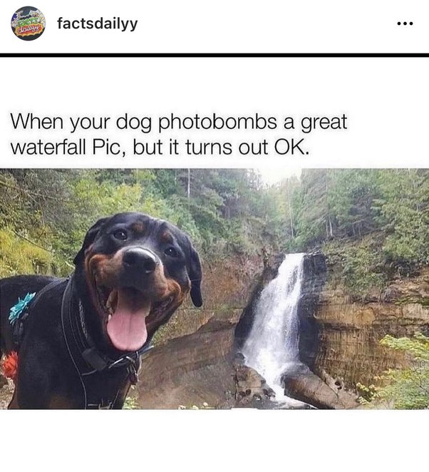 perfect+dog+photobomb