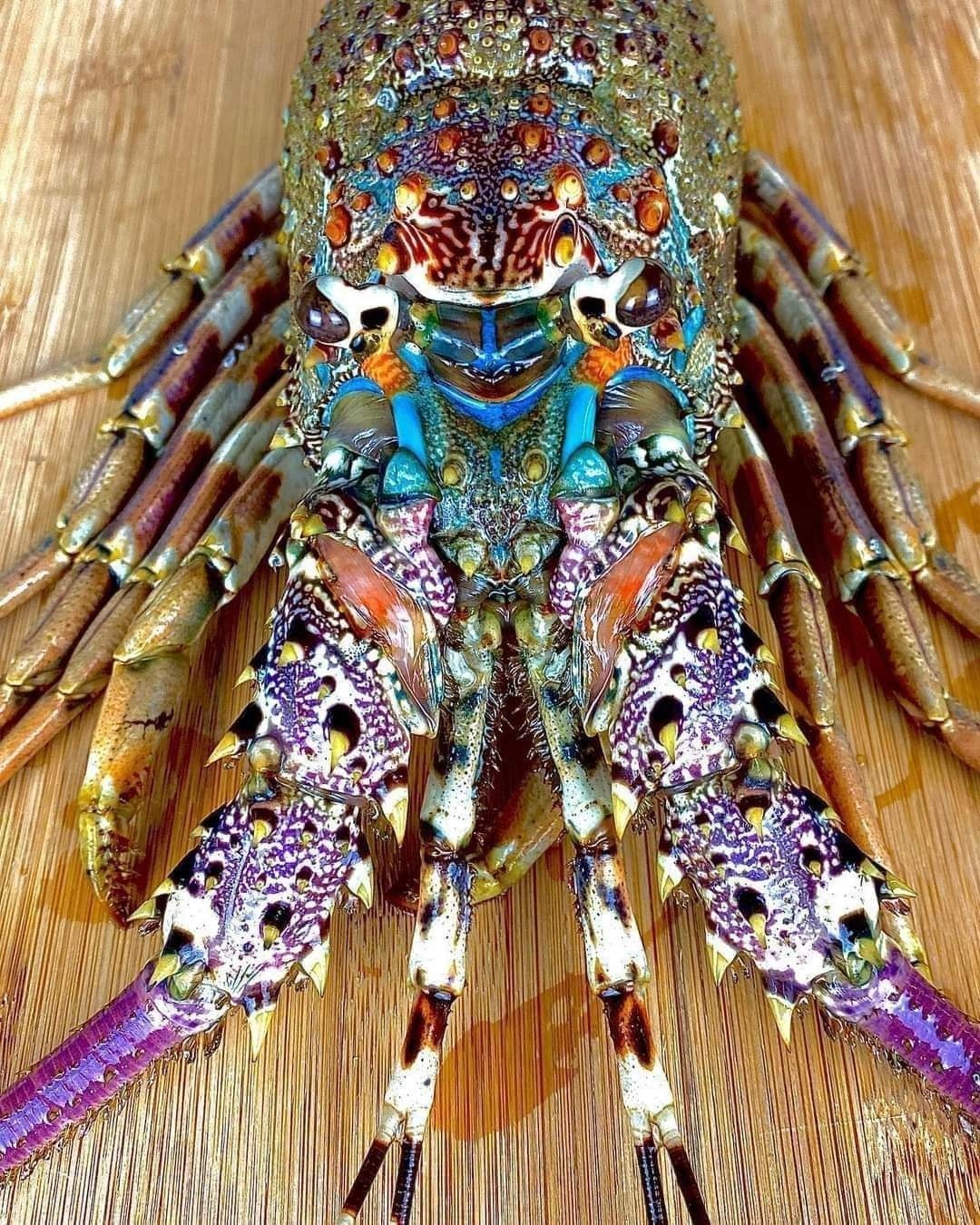 the+rainbow+lobster+is+beautiful